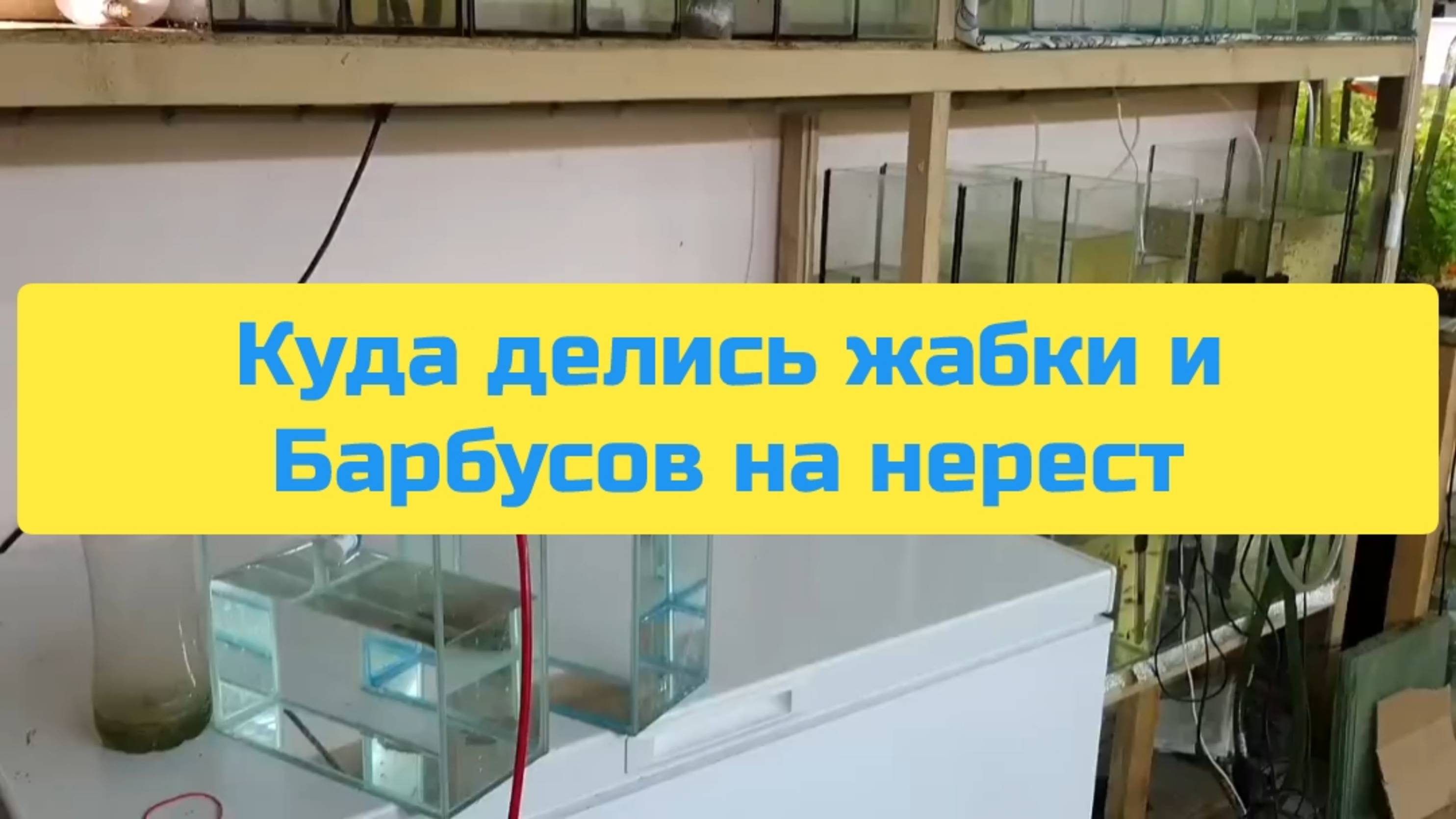 КУДА ДЕЛИСЬ ЖАБКИ И БАРБУСОВ НА НЕРЕСТ смотреть онлайн