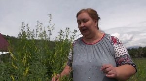 ДОННИК ЖЕЛТЫЙ МЕДОНОС __ Полезные свойства и применение