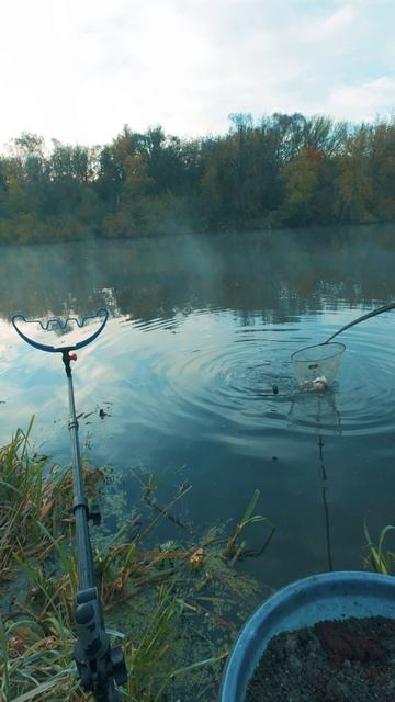 Октябрьский лещ на Дону...#рыбалканафидер #рыбалка2025 #лещосенью смотреть онлайн