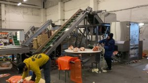 Фасовка мандаринов. Упаковка D-Pack «Домик». Производство SEMER. Санкт-Петербург.