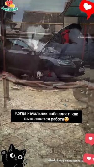 Поддержка она такая😂 #смешно #приколы #funny #юмор #весело #жиза #ржака #смех #смешноевидео #cat