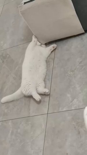 Сонное царство.