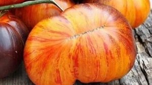 Сорта томатов с АНТОЦИАНОМ в моей коллекции. Выбрала для обзора самые достойные сорта.