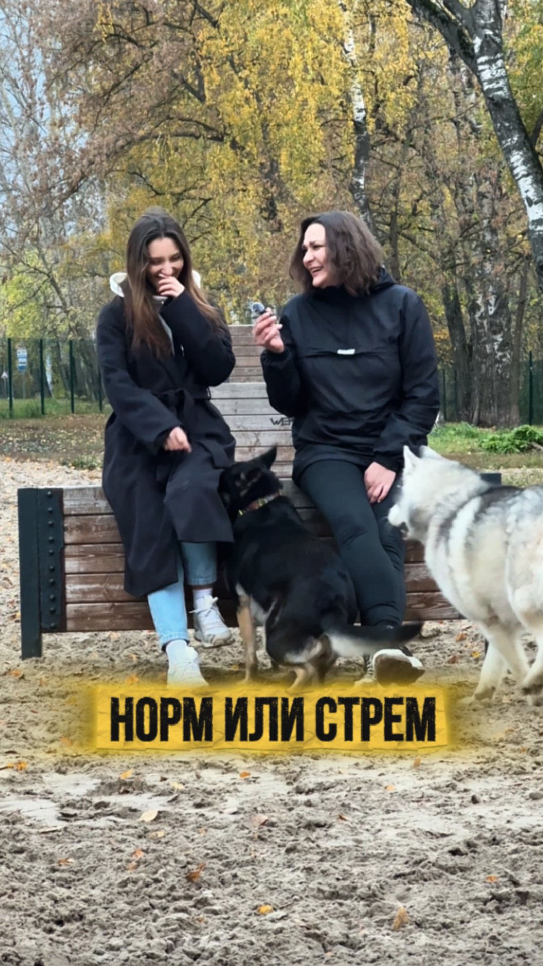 Обманываете своих собак?) смотреть онлайн