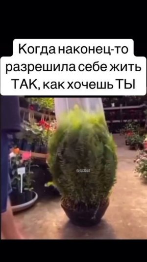 Живу как хочу