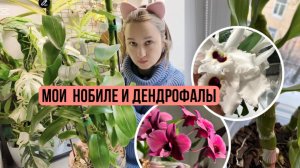 Мой опыт выращивания дендробиумов нобиле и дендрофаленопсисов