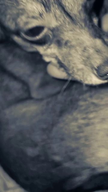 Туся. 🥰 смотреть онлайн