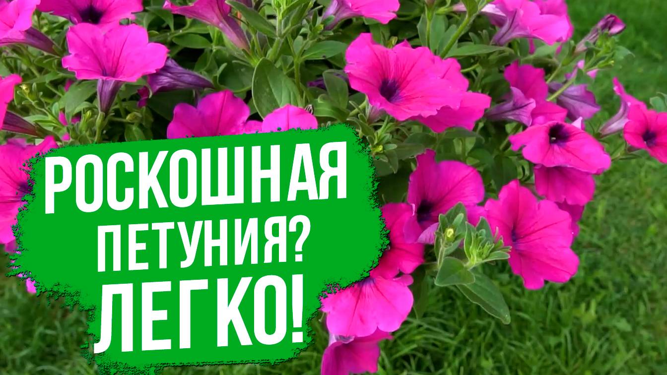 Как вырастить пышную петунию? Ампельная петуния серии Опера. смотреть онлайн