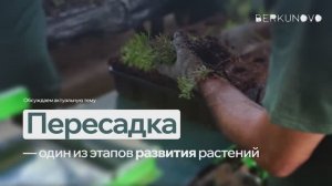 Пересадка растений в контейнер P9