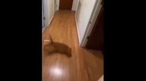 Как кошки дрифтуют