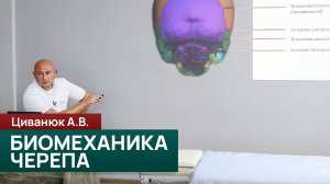 Биомеханика черепа: флексия, экстензия и дыхательная фиксация.Циванюк А.В.