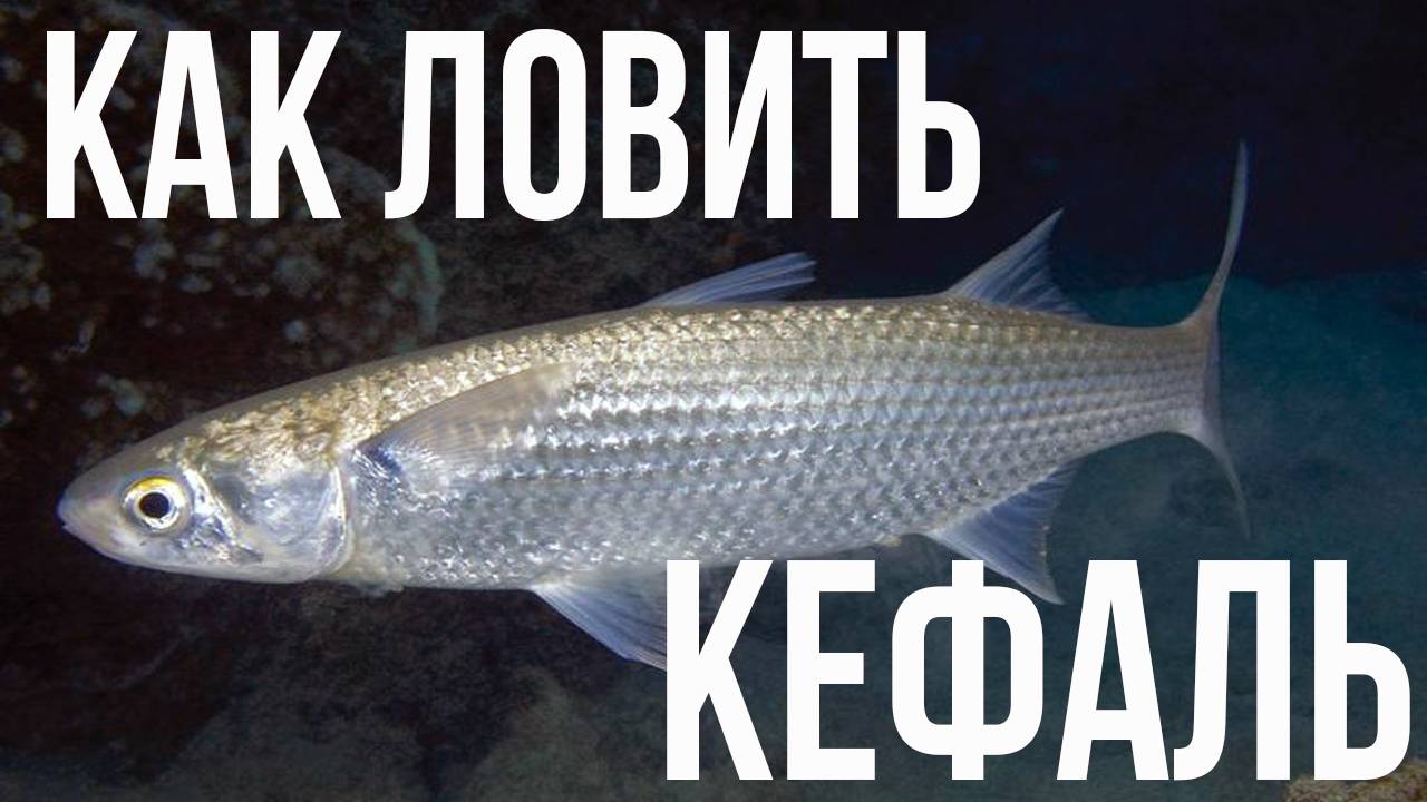 Черноморская кефаль. Что это за рыба? Как ловить кефаль? смотреть онлайн