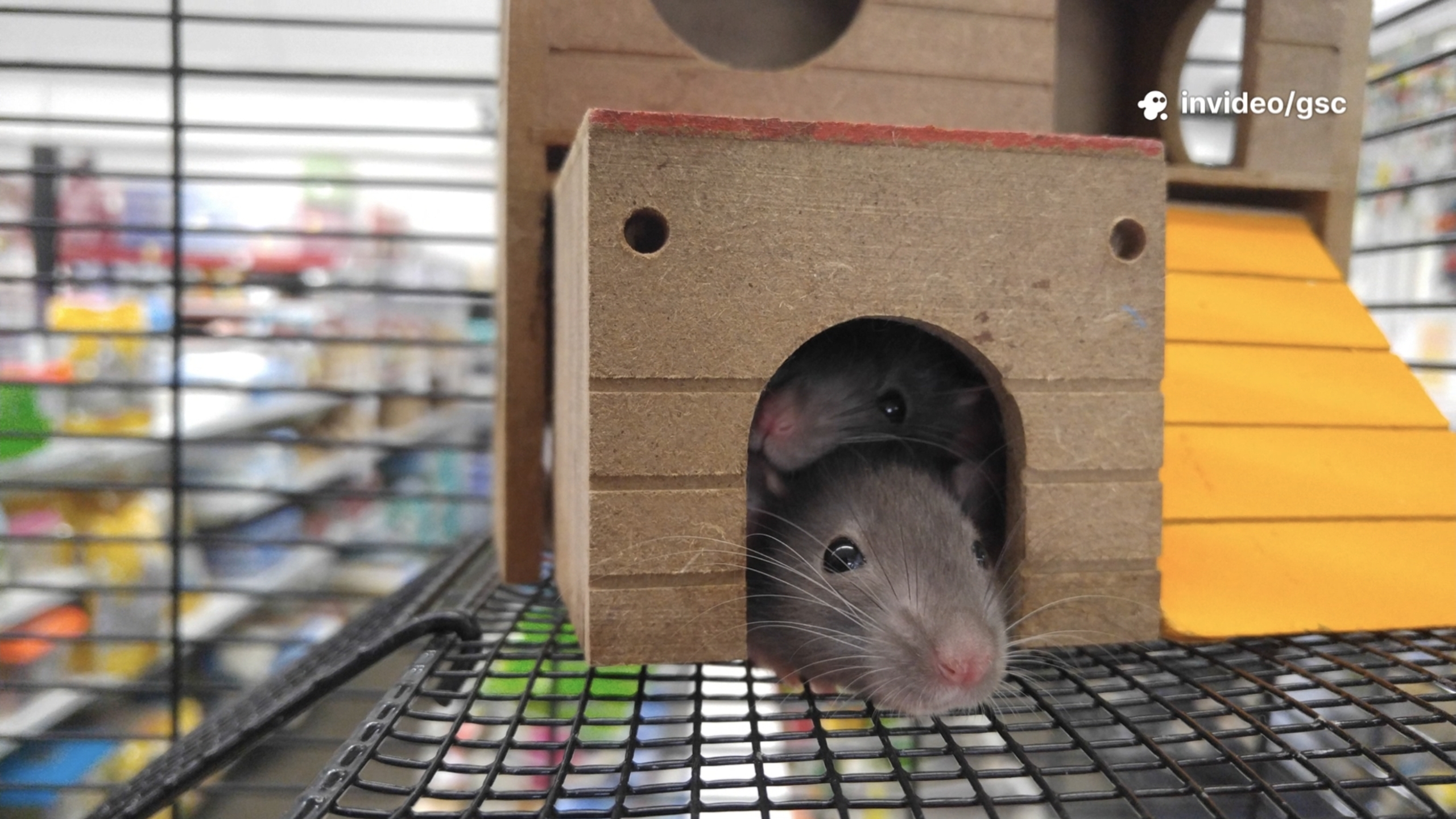 Удивительные факты о мышах смотреть онлайн