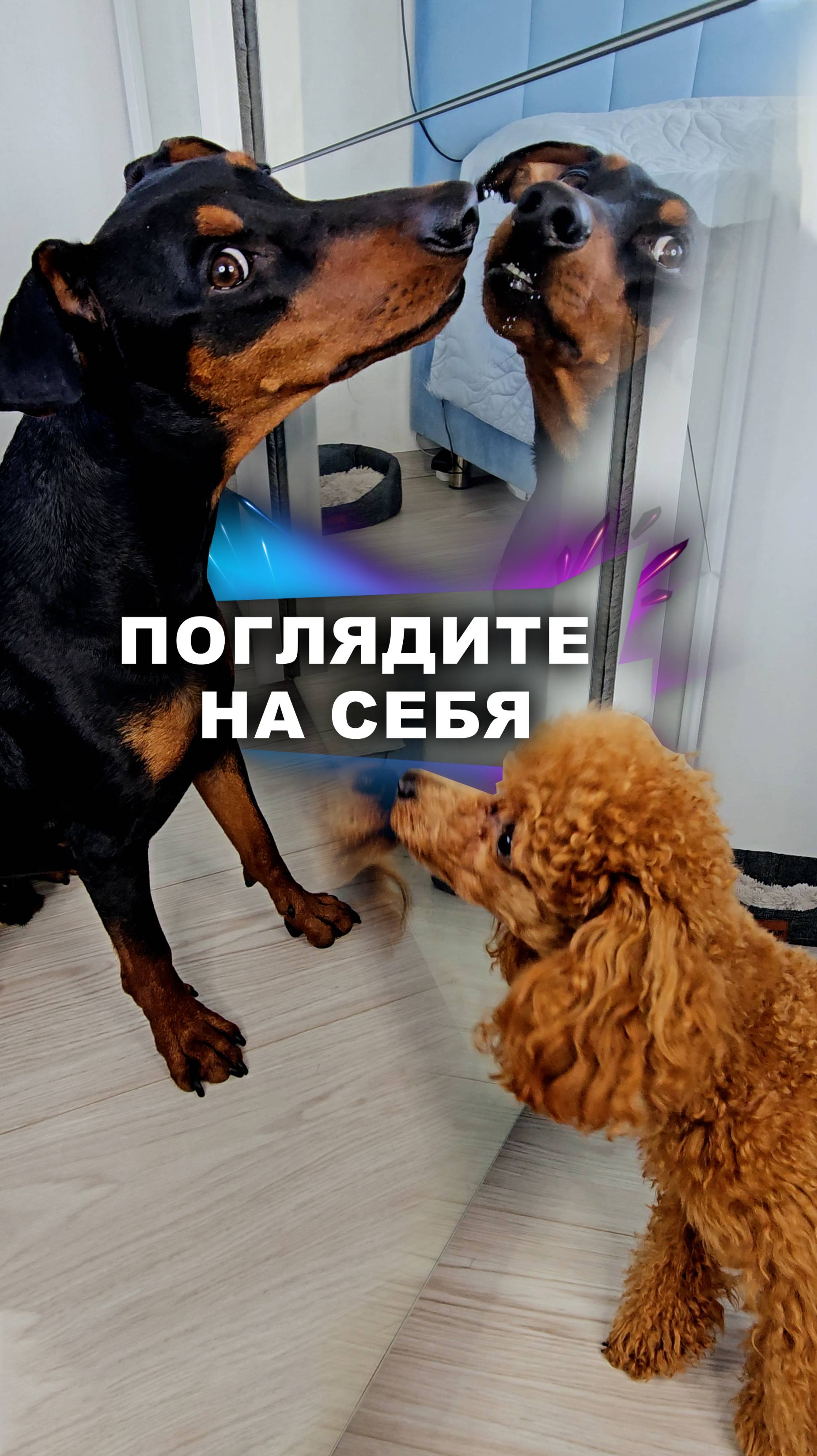 Чему ещё научить собак? #животные смотреть онлайн