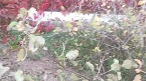 Продлеваем жизнь яблоням! Пилим, обрабатываем.