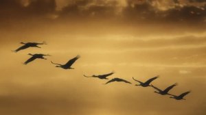 Скоро   осень...   ( На грустной ноте..)