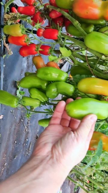 ХОТИТЕ БЕСПРОБЛЕМНЫЙ УРОЖАЙ в 2026 году? 3 сорта для ленивых, посадил и собирай #томаты смотреть онлайн