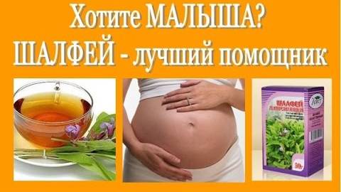 Не получается ЗАБЕРЕМЕНЕТЬ_ ШАЛФЕЙ - лучший помощник! Salvia (sage) - for pregnancy смотреть онлайн