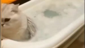 Кот в ванной мощно пукнул