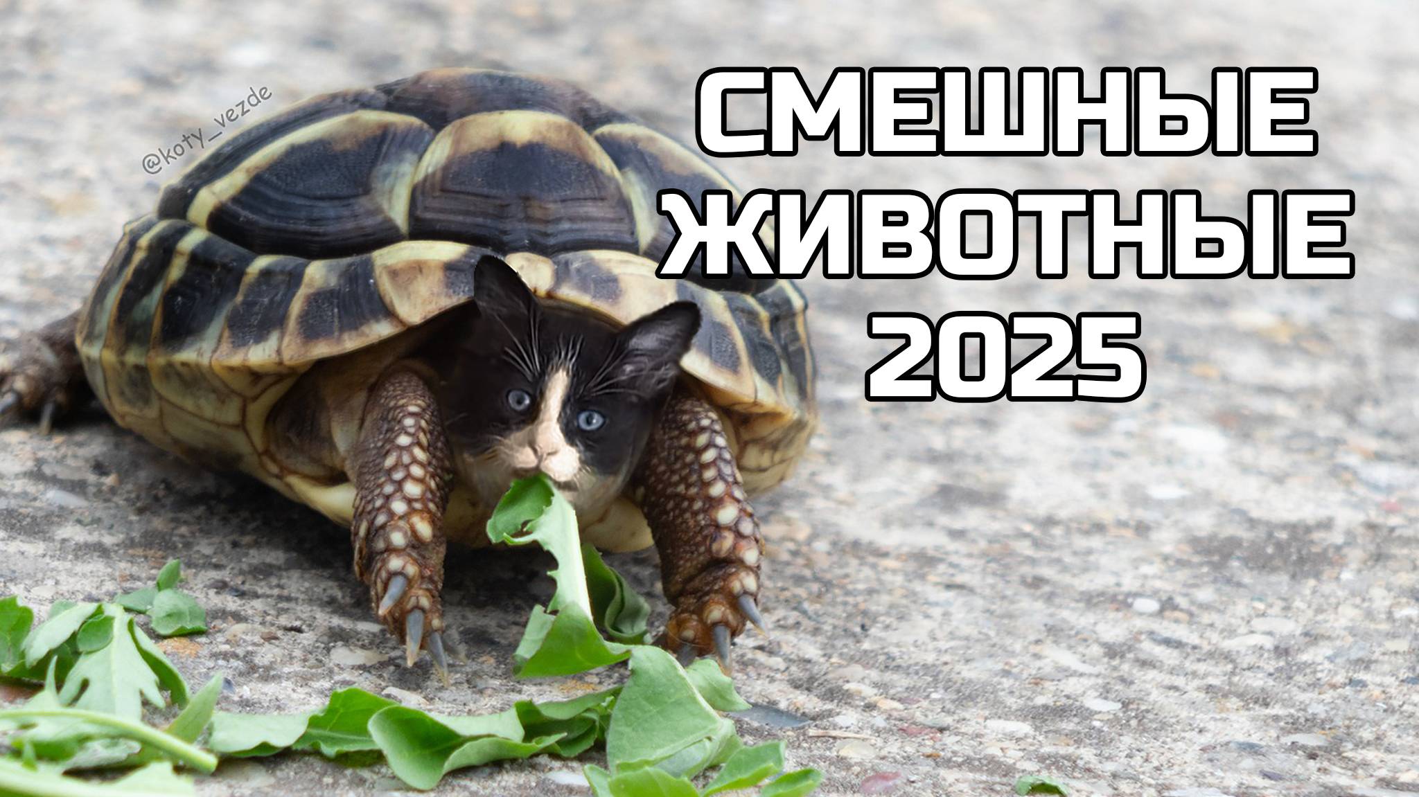 Смешные животные 2025 - попробуй не засмеяться! (№91) смотреть онлайн