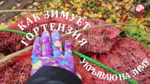 ГОРТЕНЗИЮ ЭНДЛЕС САММЕР ГОТОВЛЮ К ЗИМЕ