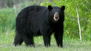 Звук злого медведя барибала