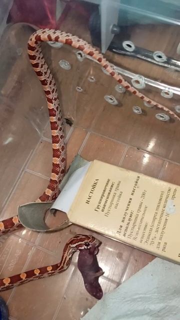 Кормление малыша маисового полоза номер ДВА. 15 октября 2025 г. смотреть онлайн