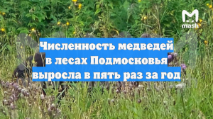 Численность медведей в лесах Подмосковья выросла в пять раз за год