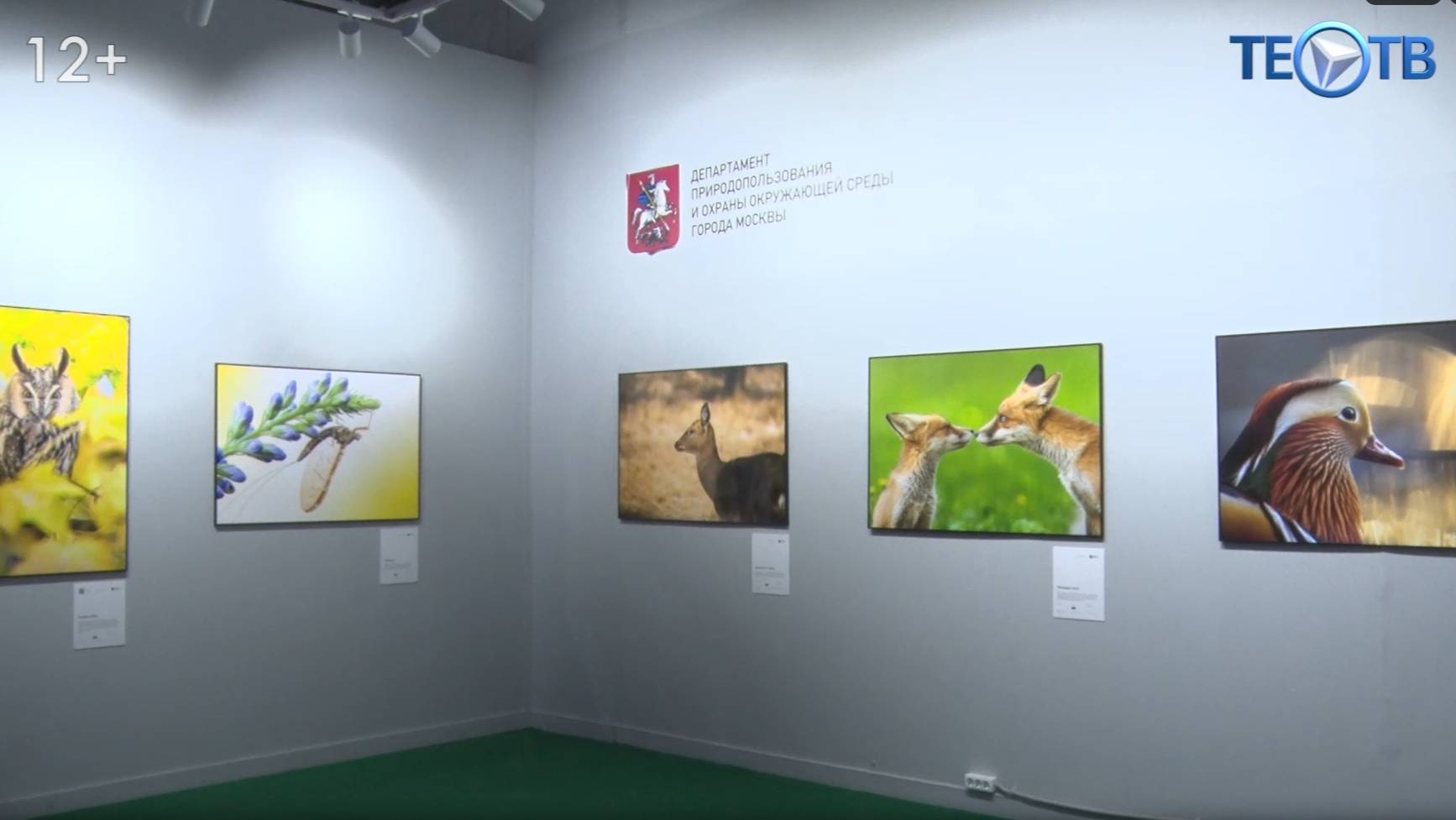 Дикая и хрупкая: международная фотовыставка «Золотая Черепаха» снова в Москве! смотреть онлайн