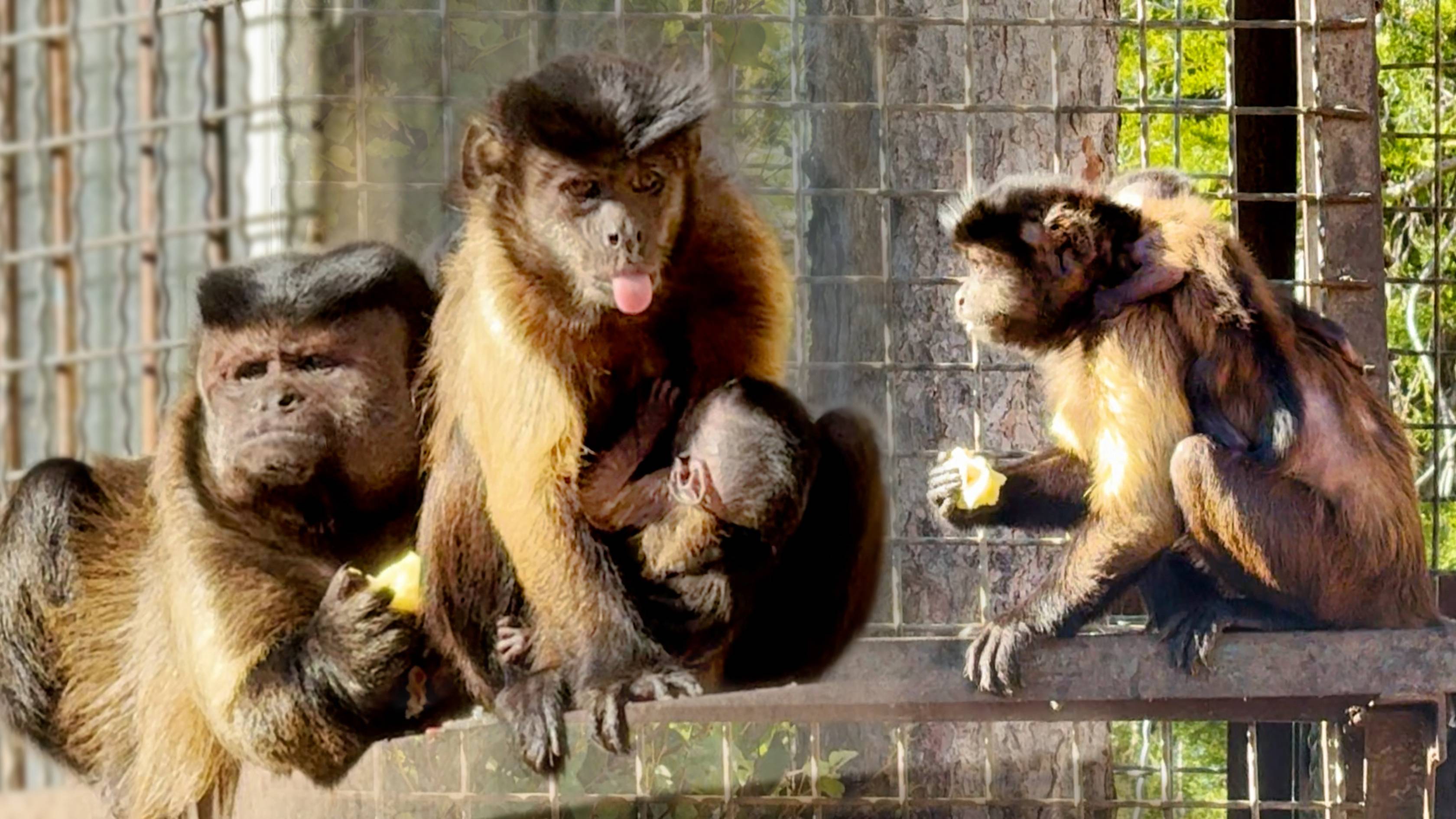 Малыш КАПУЦИН ЗАЛЕЗ НА СПИНУ к маме, пока не забрали 😁 Мама кормит малыша, папа следит за порядком! смотреть онлайн