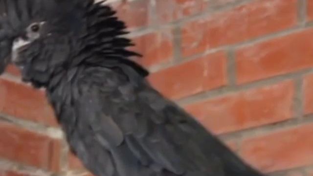 КОМЕДИЯ РОК Авва!!! смотреть онлайн