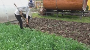 6 соток 9 октября 2025 года. Хроника. Сидераты перекапываю. Гортензии формирую.