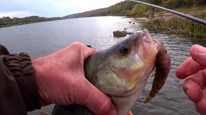 ОТВОДНОЙ ПОВОДОК  с ЖИВЦОМ. РЕКОРД этого сезона. Рыбалка на ХОДОВУЮ ДОНКУ.