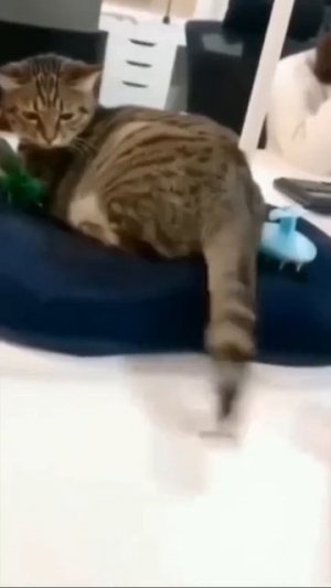 Коты Каскадёры