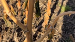 Табак и семена