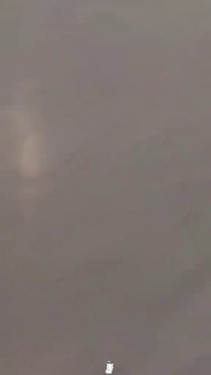 Коты разрушители