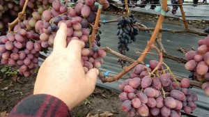 Виноград Императрица (Калугин В. М.) 15.10.25г. виноградник Король В. Н. Slava.King2007@mail.ru