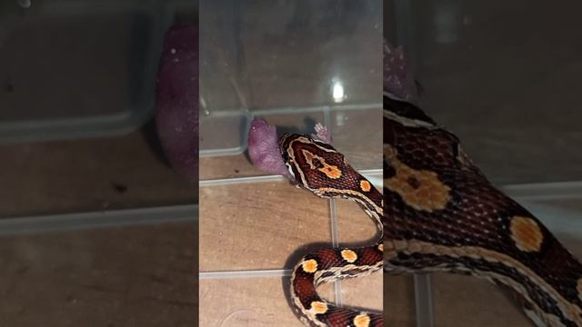 Кормление малыша маисового полоза номер ОДИН. 15 октября 2025 г. смотреть онлайн