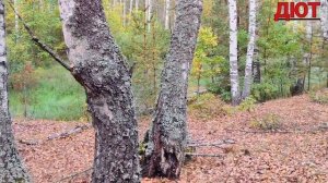 Белые грибы осени