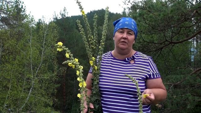 КОРОВЯК МЕДВЕЖЬЕ УХО __ Полезные свойства и применение смотреть онлайн