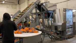 Фасовка мандаринов. Упаковка D-Pack «Домик». Производство SEMER (СЕМЕР). Санкт-Петербург.