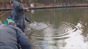 Рыбалка на спорт зоне. Приоритет по поимкам форели остался за "переходным". Клёвое место лосиный