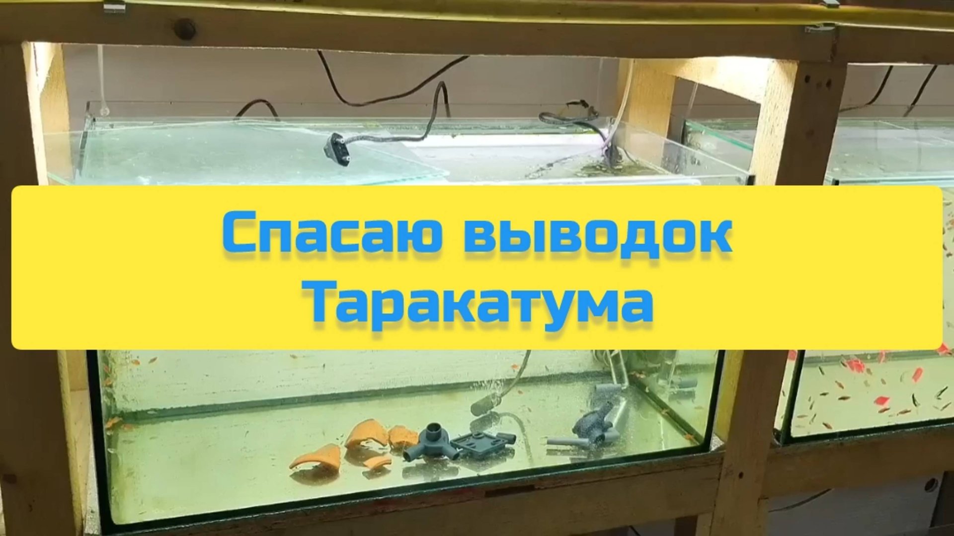 СПАСАЮ ВЫВОДОК ТАРАКАТУМА смотреть онлайн