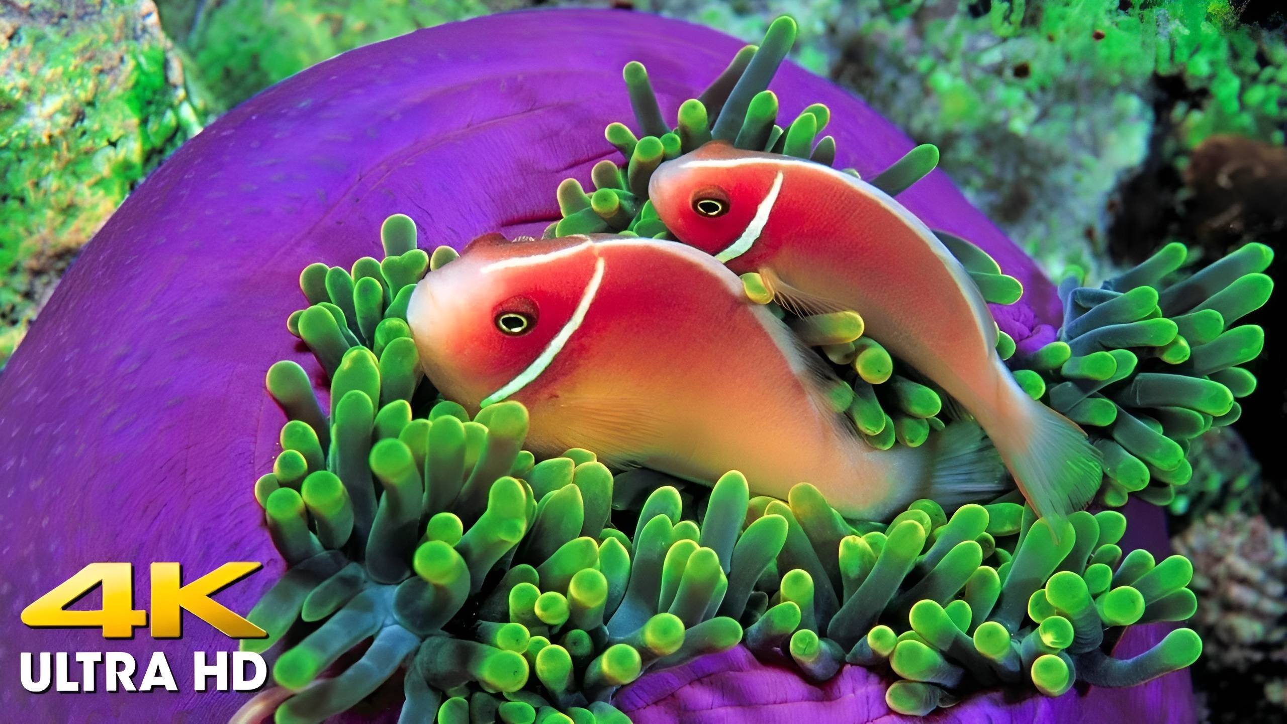 Чудесные обитатели подводных глубин. Спокойное и расслабляющее видео