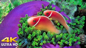 Чудесные обитатели подводных глубин. Спокойное и расслабляющее видео