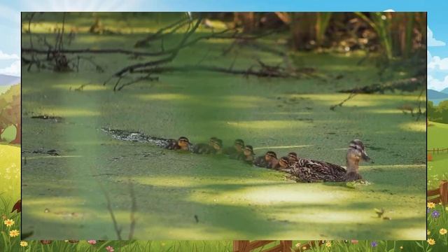 Детская песня. Утята Ути Ути смотреть онлайн