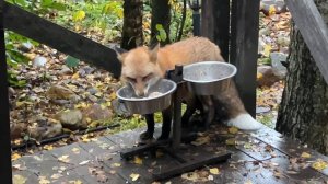Лиса-Алиса. Вкусная каша Белого