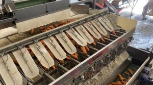 Фасовка грязной моркови в сетку-мешок по 10 кг. Работа 12-канальной весовой станции.