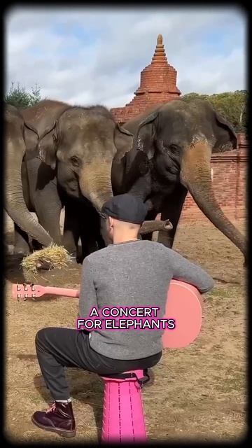 A CONCERT FOR ELEPHANTS смотреть онлайн