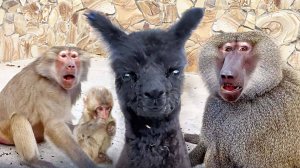 УРА! Малыш ламы стал кушать сам! Феня кинулась на нас- не понравилось название сериала!  И про макак